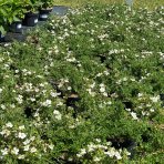 Nátržník krovitý (Potentilla fruticosa) ´MC KAY´S WHITE´ - výška 20-30 cm, Ø 30-40 cm, kont. C2L